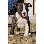 Cuccioli American Staffordshire Terrier - Foto n. 1