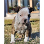 Cuccioli American Staffordshire Terrier - Foto n. 2