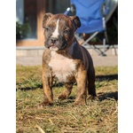 Cuccioli American Staffordshire Terrier - Foto n. 3