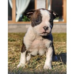 Cuccioli American Staffordshire Terrier - Foto n. 4