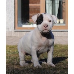 Cuccioli American Staffordshire Terrier - Foto n. 6