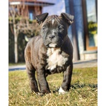 Cuccioli American Staffordshire Terrier - Foto n. 7