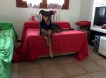 🐶 Dobermann femmina in adozione a Fidenza (PR) e in tutta Italia da privato