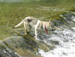 Cuccioli di cane lupo Cecoslovacco - Foto n. 6