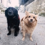 🐶 Cocker Spaniel Inglese femmina in adozione a Vico del Gargano (FG) e in tutta Italia da privato