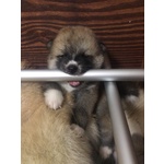 Cuccioli di Akita - Foto n. 3