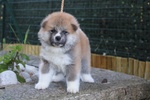 Cuccioli di Akita - Foto n. 5