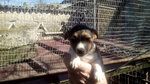 Cuccioli di jack Russell - Foto n. 2