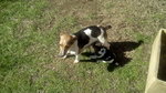 Cuccioli di jack Russell - Foto n. 3