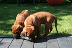 Cuccioli Rhodesian Ridgeback Maschio e Femmina - Foto n. 4