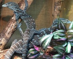 Varani blu (varanus Macraei), Varani Verdi (varanus Prasinus) - Foto n. 1