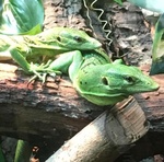 Varani blu (varanus Macraei), Varani Verdi (varanus Prasinus) - Foto n. 3