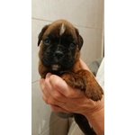 Cuccioli di Boxer Allevamento Della dama di Cuori - Foto n. 5