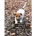 Cuccioli jack Russell Terrier Pedigree Microchip