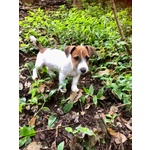 Cuccioli jack Russell Terrier Pedigree Microchip - Foto n. 2