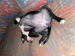 American Staffordshire Terrier - Foto n. 2