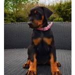 Cuccioli Dobermann