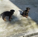 Cuccioli Dobermann - Foto n. 2