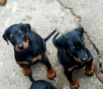 Cuccioli Dobermann - Foto n. 3