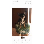 Chihuahua Toy - Foto n. 7