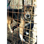 🐶 Collie maschio di 19 anni e 3 mesi in adozione a Bologna (BO) e in tutta Italia da associazione animali