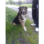 Blondi Meticcio Collie Pastore di 9 Anni - Foto n. 2