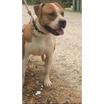 Jago, Amstaff 2 Anni. Sbattuto in Canile con le Solite Scuse. Cerca casa !! - Foto n. 2