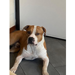 Jago, Amstaff 2 Anni. Sbattuto in Canile con le Solite Scuse. Cerca casa !! - Foto n. 4