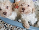 Cucciola Lagotto