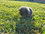 Cuccioli Conigli Razza Ariete nani blu di Vienna - Foto n. 1