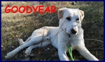 Goodyear Cucciolone 10 mesi Simil Labrador Fiinirà in Canile - Foto n. 1