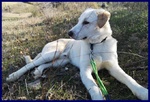 Goodyear Cucciolone 10 mesi Simil Labrador Fiinirà in Canile - Foto n. 4