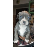 Cucciole American Bully - Foto n. 3