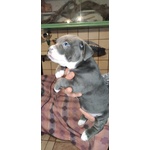 Cucciole American Bully - Foto n. 4