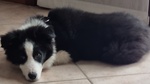 Cedo Cucciolo Border Collie