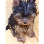 Yorkshire terrier maschio