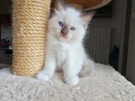 Disponibili Meravigliosi Cuccioli Ragdoll - Foto n. 1