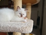 Disponibili Meravigliosi Cuccioli Ragdoll - Foto n. 2