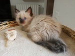 Disponibili Meravigliosi Cuccioli Ragdoll - Foto n. 4