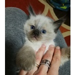 Disponibili Meravigliosi Cuccioli Ragdoll - Foto n. 6