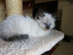 Disponibili Meravigliosi Cuccioli Ragdoll - Foto n. 8