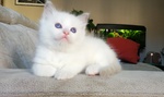 Disponibili Meravigliosi Cuccioli Ragdoll - Foto n. 9