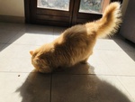 Gatto Persiana (femmina) Razza Persiana con pelo Lungo e muso Piatto con Occhi Lineari - Foto n. 6