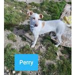 Perry, 6 mesi tg. Media - Trovato Pelle e Ossa, ora Cerca la Famiglia che si Merita!