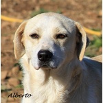 Alberto e Roberto da 5 anni in Rifugio Aspettano Ancora Adozione - Foto n. 2