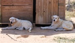 Alberto e Roberto da 5 anni in Rifugio Aspettano Ancora Adozione - Foto n. 8