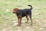 Big, Bellissimo Segugietto, da 5 anni in Rifugio, Aspetta Ancora un Adozione - Foto n. 2