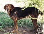 Big, Bellissimo Segugietto, da 5 anni in Rifugio, Aspetta Ancora un Adozione - Foto n. 3