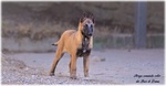 Pastore Belga Malinois - Foto n. 2