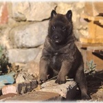 Pastore Belga Malinois - Foto n. 3